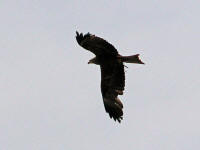 »Volerie des Aigles«, Château de Kintzheim