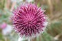 TidselbBlomst, Castroville Cemetery, Moss Landing (20070528_0029).