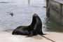 Sea Lions (søløver), Moss Landing (20070528_0060).