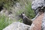 Chipmunk ved Glacier Point (N37º 43.631' W119º 34.568'), Yosemite National Park (20070603_0044).