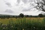 Losehill, Castleton, Peak District, Derbyshire (20100708_0063).