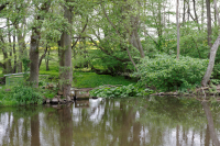Allevadslilla, maj 2011