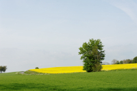 Allevadslilla, maj 2011