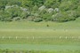 Dådyr, Fyledalen (20110521_0116).
