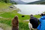 Sort bjørn ved Medicine Lake ca. en halv times kørsel nordøst for Jasper, Canada (20110629_0147).