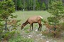 Wapiti-hjorte, Jasper, Canada (20110629_0177).