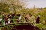 Den japanske Bro, Monets Have, Normandiet, Frankrig, april 2000.
The Japanese Bridge, Monet's Garden, Normandy, France, April 2000.